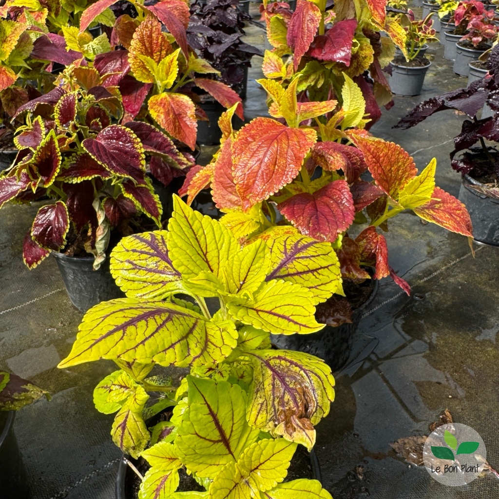 Coleus scutellarioides, Coleus