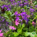 Scaevola aemula, Fleur éventail de fée