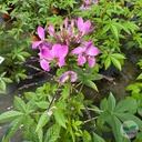 Cleome hassleriana, Cléome