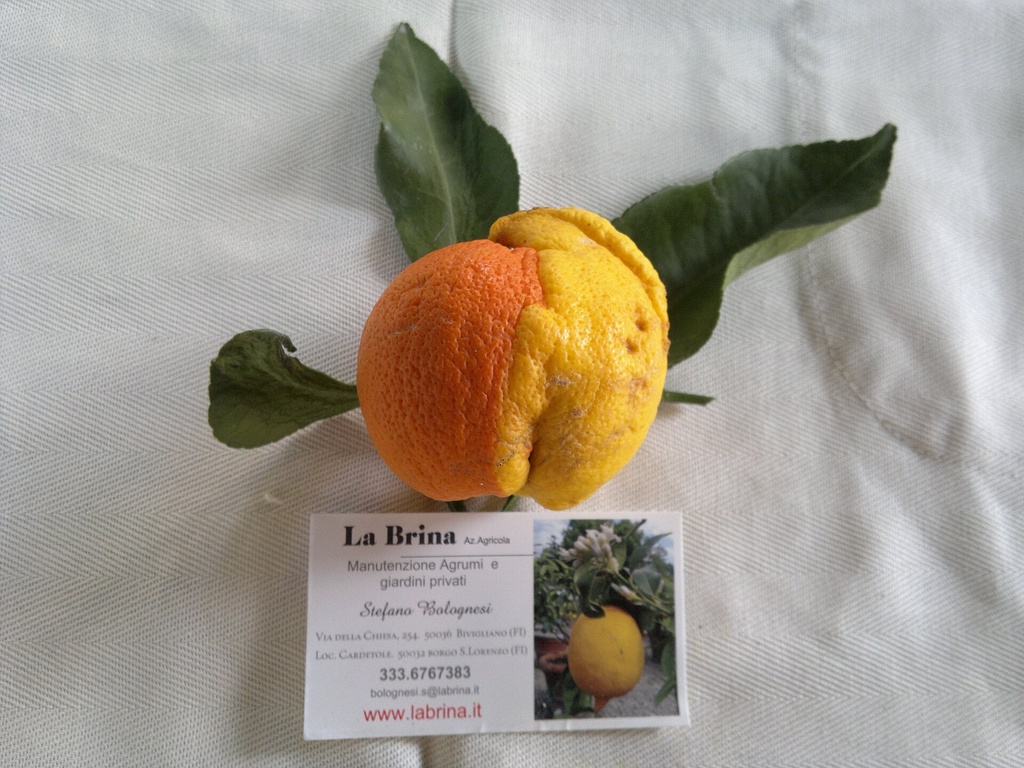 Citrus aurantium, Bigaradier 'Bizzaria' (chimère)
