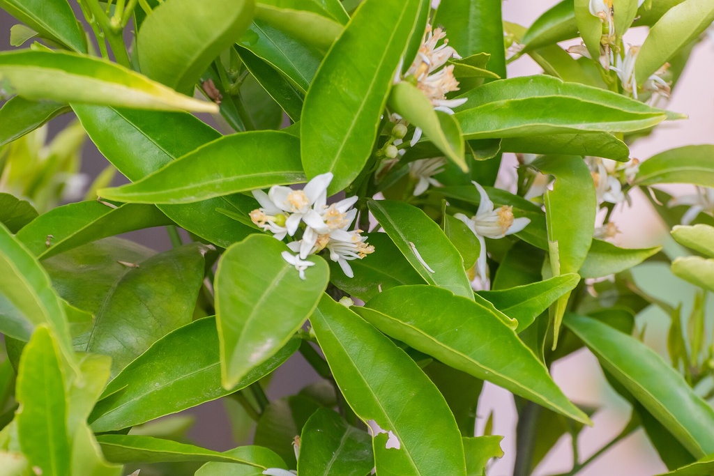 Citrus clementina, Clémentinier 'Fina' (FA5)