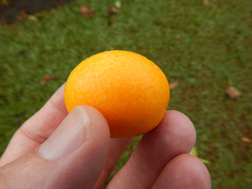 Fortunella crassifolia, Kumquat rond 'Meiwa'