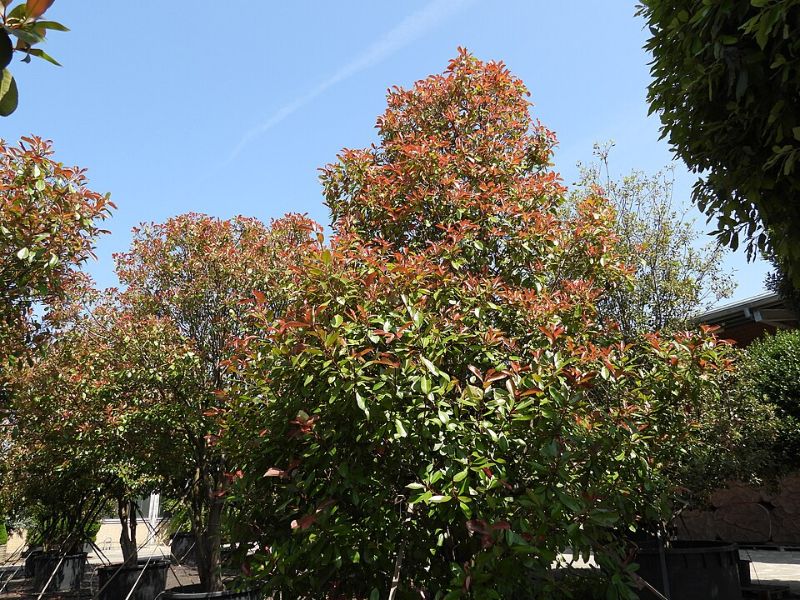 Photinia fraseri, Photinia 'Red Robin' (#, #)