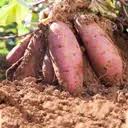 Patate douce AB (F/L)
