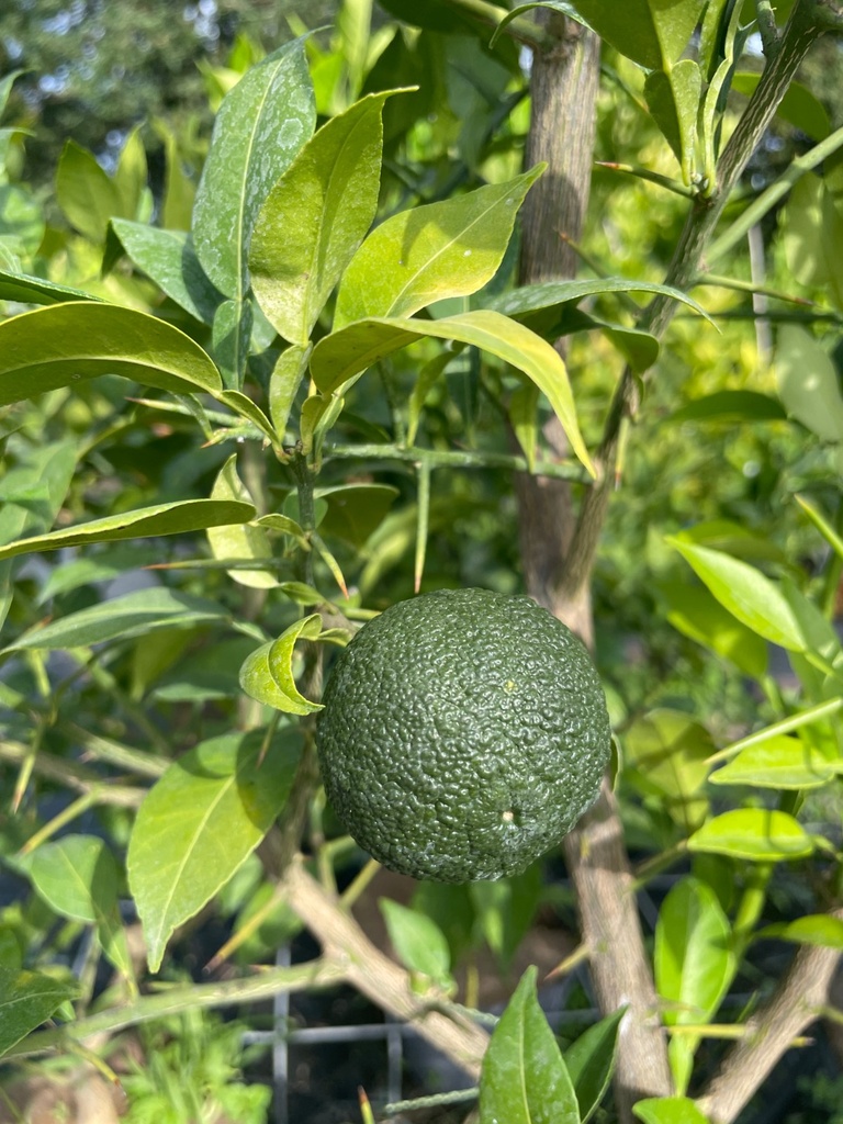 Citrus junos, Yuzu (#, #)