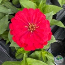 Zinnia, Zinnia