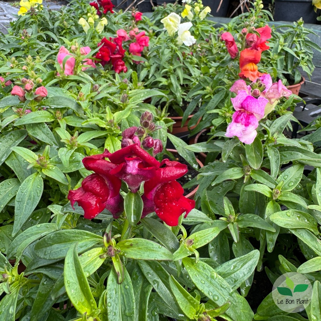 Antirrhinum, Muflier
