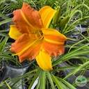 Hemerocallis, Hémérocalle 'Everydaylily Punch Yellow'