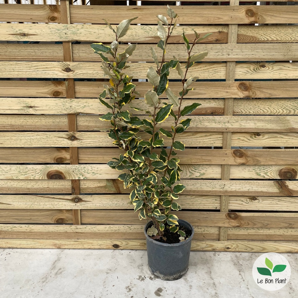 Elaeagnus × ebbingei, Chalef d'Ebbing 'Viveleg'