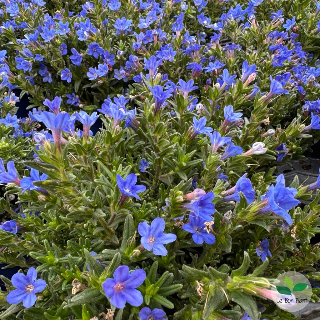 Lithodora diffusa, Grémil 'Heavenly Blue'