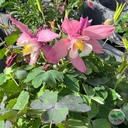 Aquilegia x, Ancolie 'Spring Magic'
