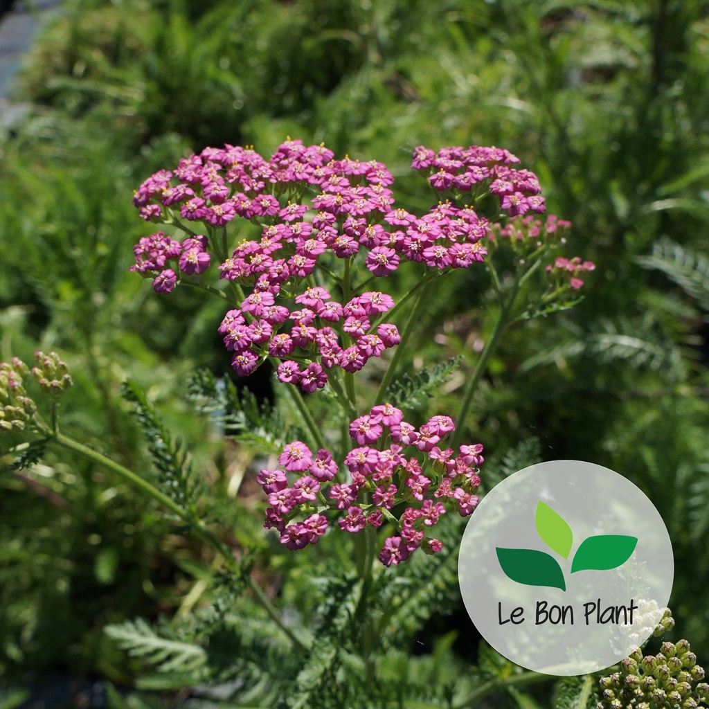 Achillea x, Achillée 'Summer Pastels'