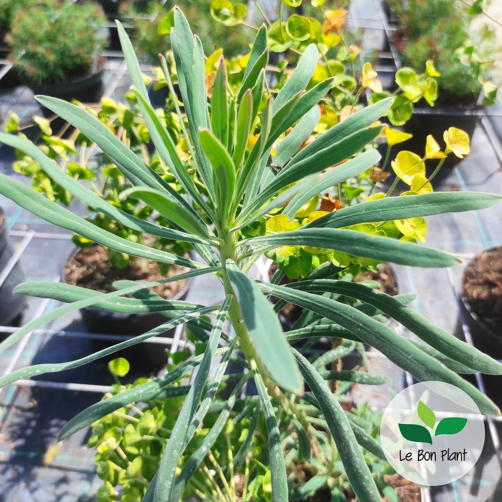 Euphorbia characias sp. wulfenii, Euphorbe 'Shorty'