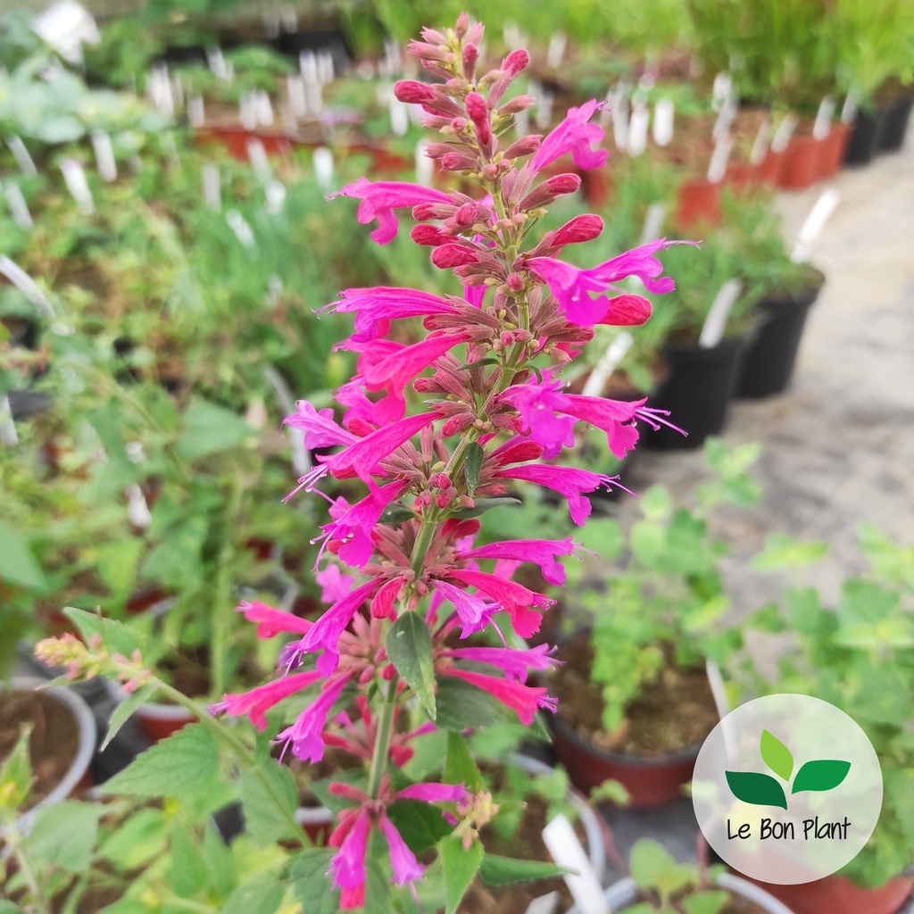 Agastache x, Agastache 'Morello'