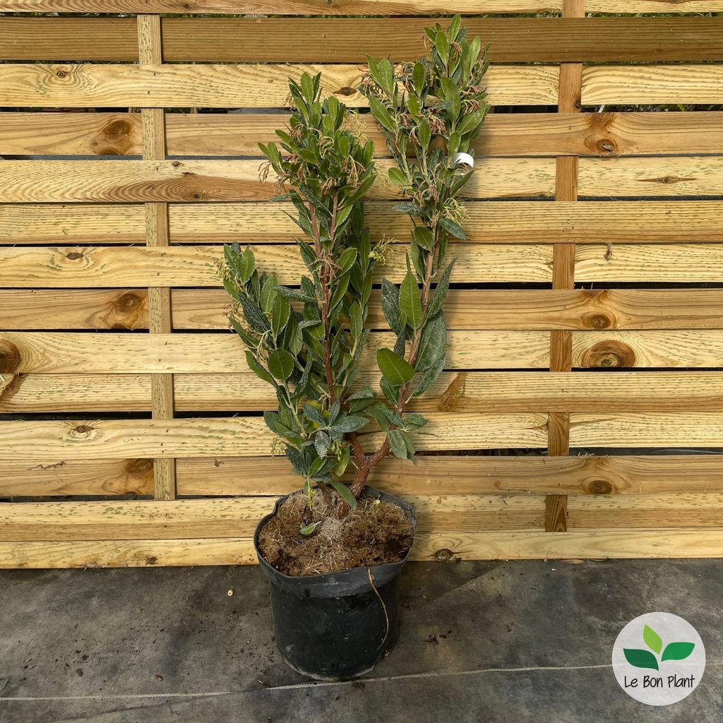 Arbutus unedo, Arbousier 'Compacta'