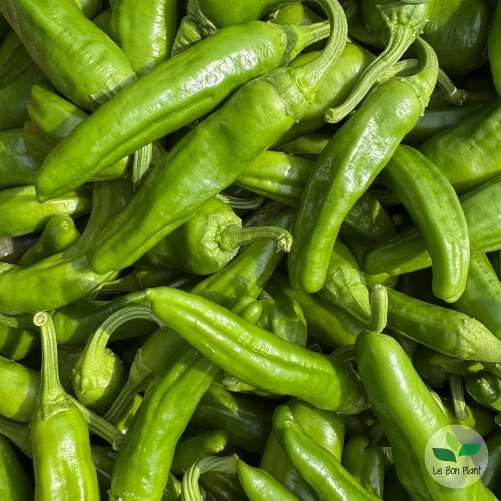 Piment Padron AB (F/L)
