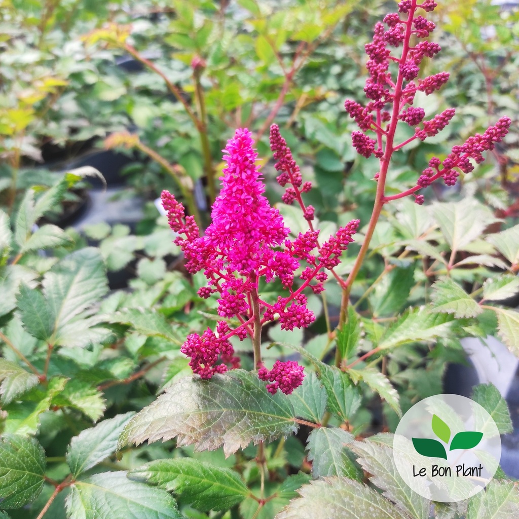 Astilbe x arendsii, Astilbe 'Gertrud Brix'