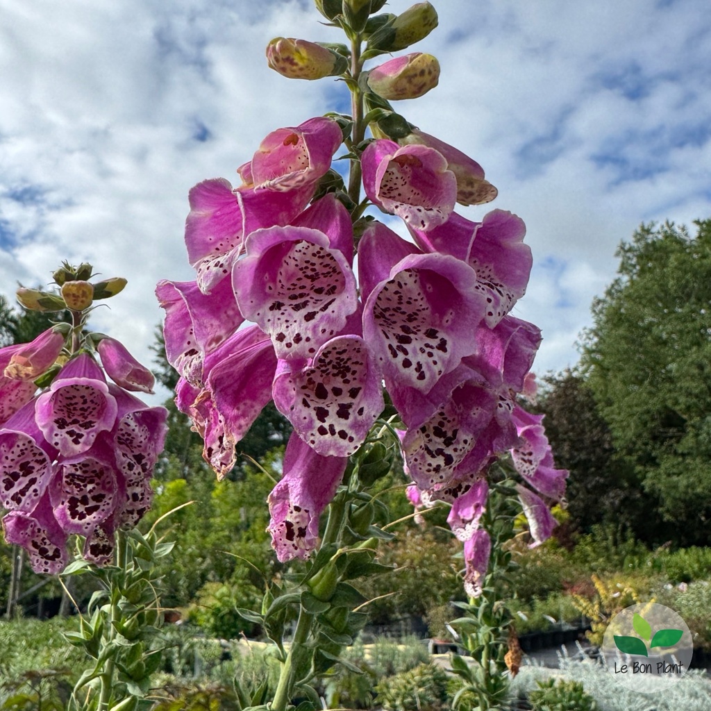 Digitalis purpurea, Digitale 'Pollux Pink'