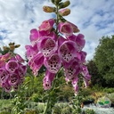 Digitalis purpurea, Digitale 'Pollux Pink'