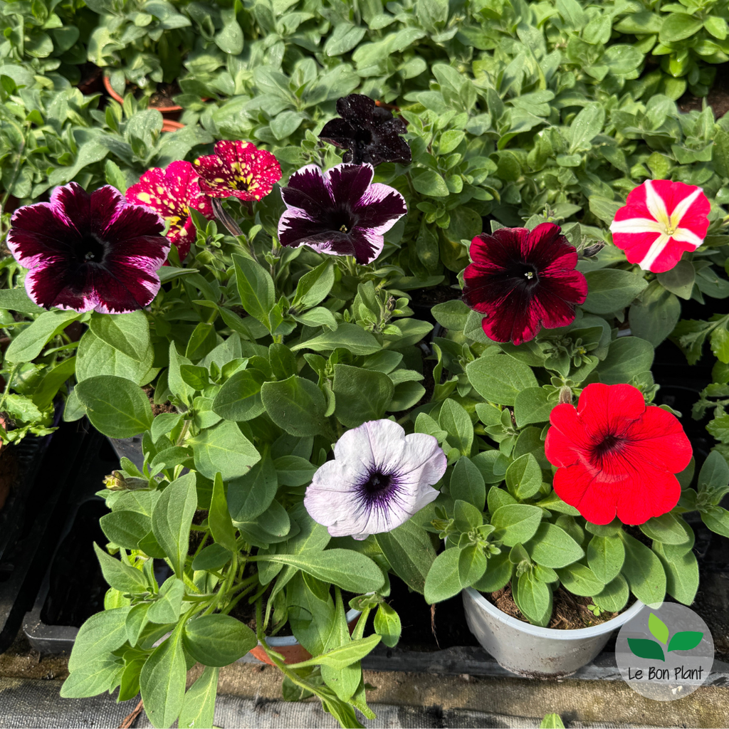 Petunia x, Pétunia