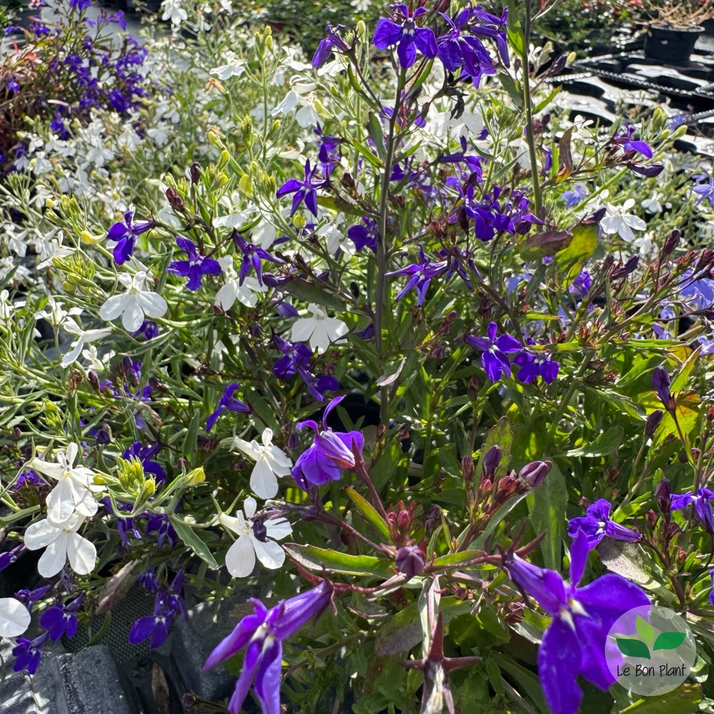 Lobelia x, Lobélia