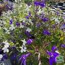 Lobelia x, Lobélia