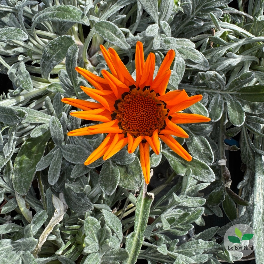 Gazania rigens, Gazania