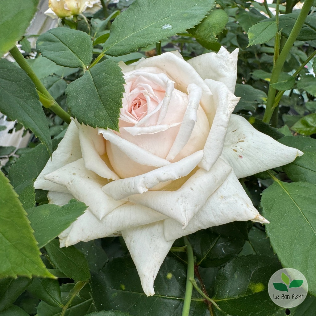 Rosa, Rosier 'Miss Paris'