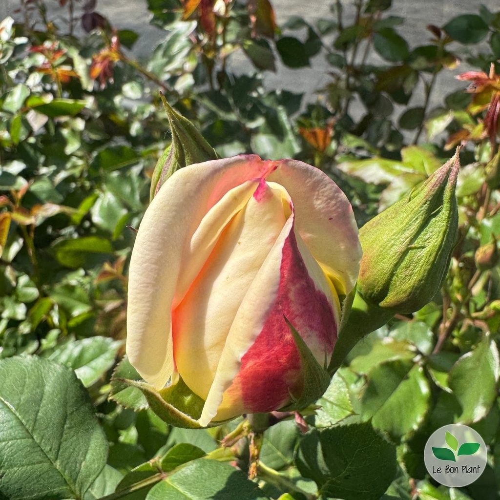 Rosa, Rosier 'Parfum Tropical'