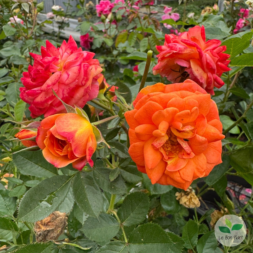 Rosa, Rosier 'Don Pacello'