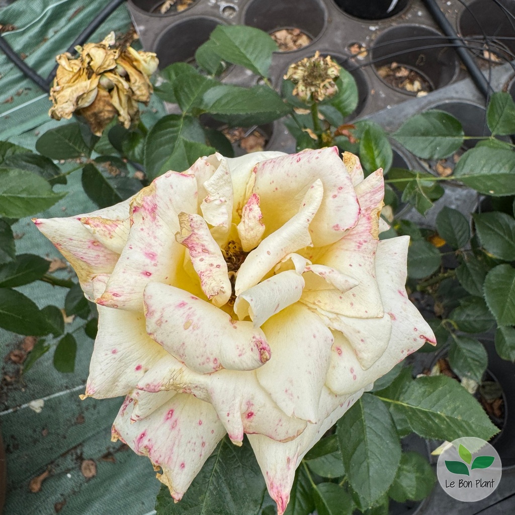 Rosa, Rosier 'Glorius'