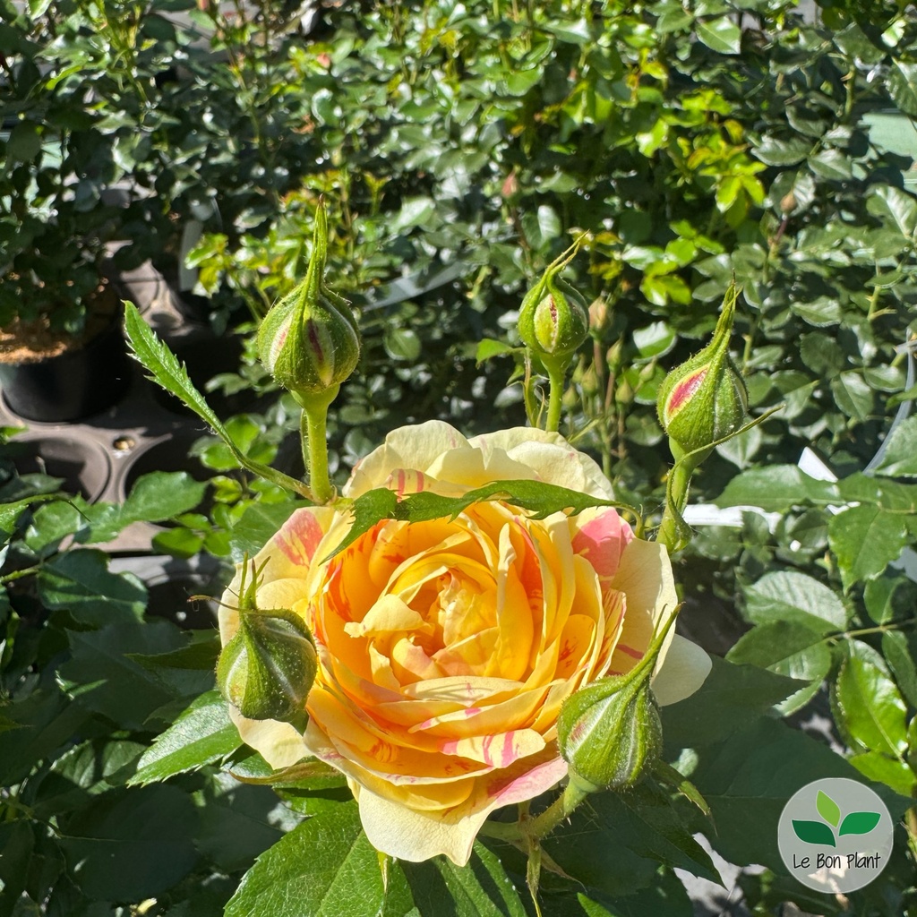 Rosa, Rosier 'Scentimental Vanille'