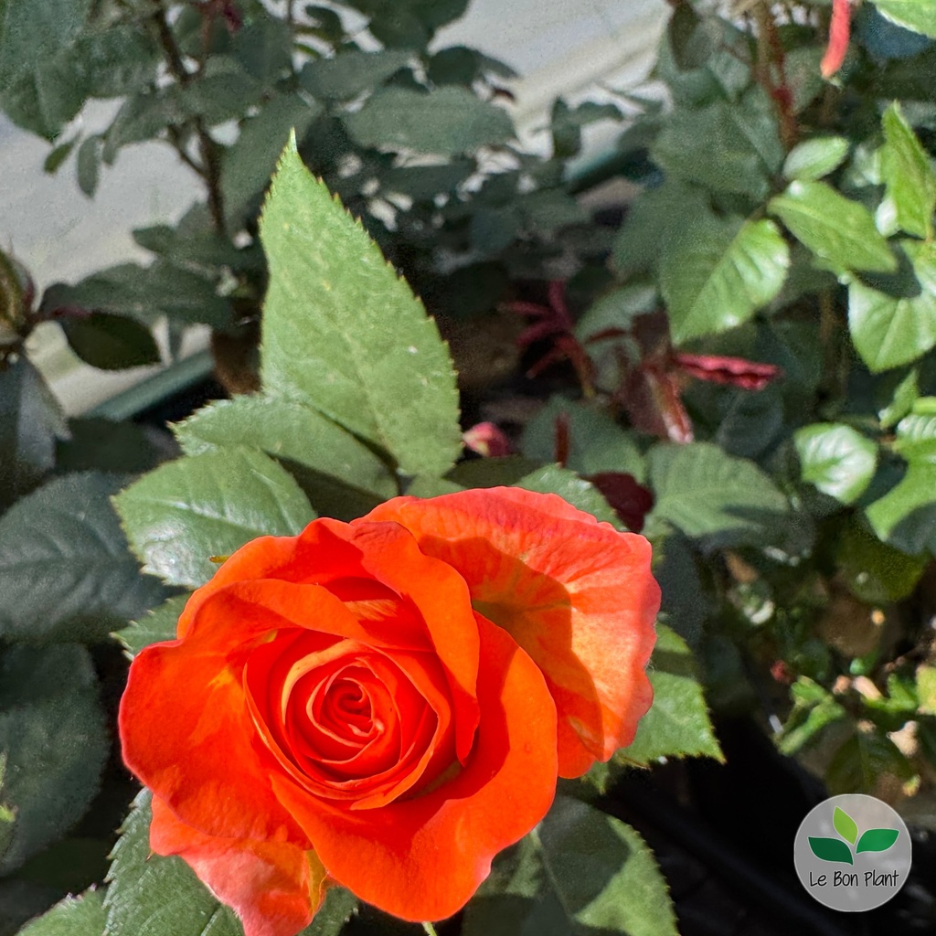 Rosa, Rosier 'Terra Botanica'