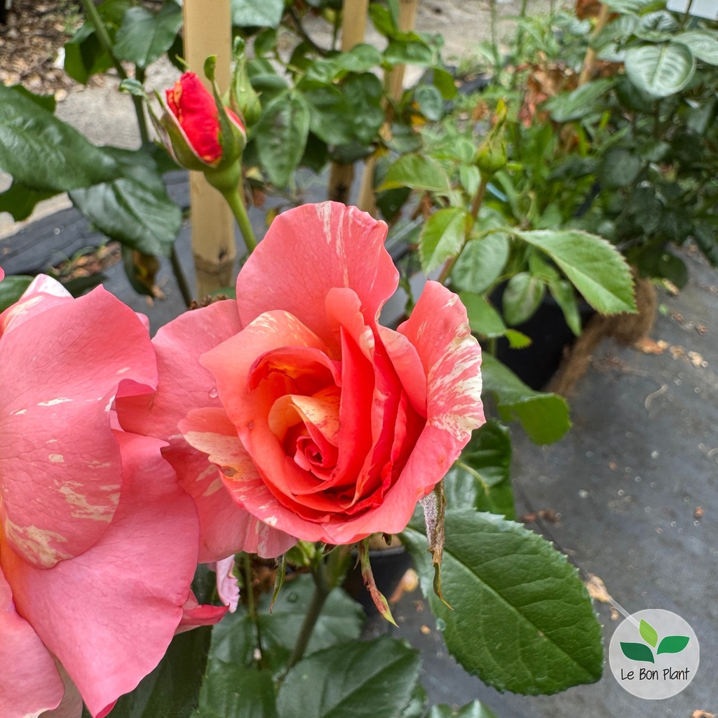 Rosa, Rosier grimpant 'Sorbet fruité'