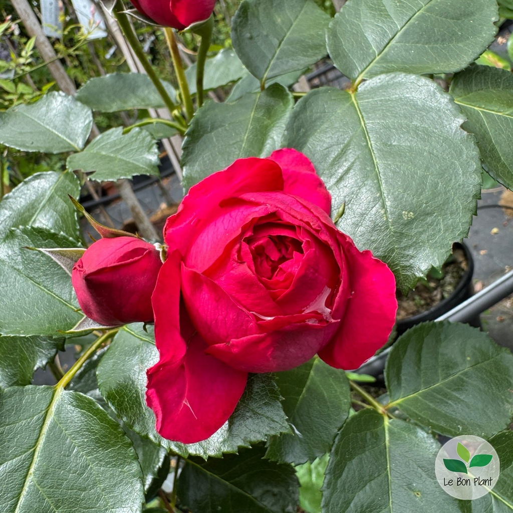 Rosa, Rosier grimpant 'Eric Tabarly'