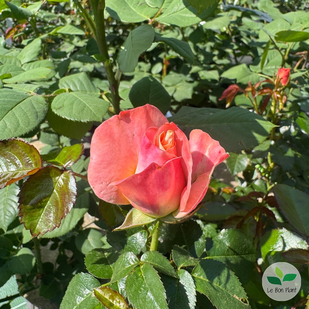 Rosa, Rosier 'Rochemenier Village'