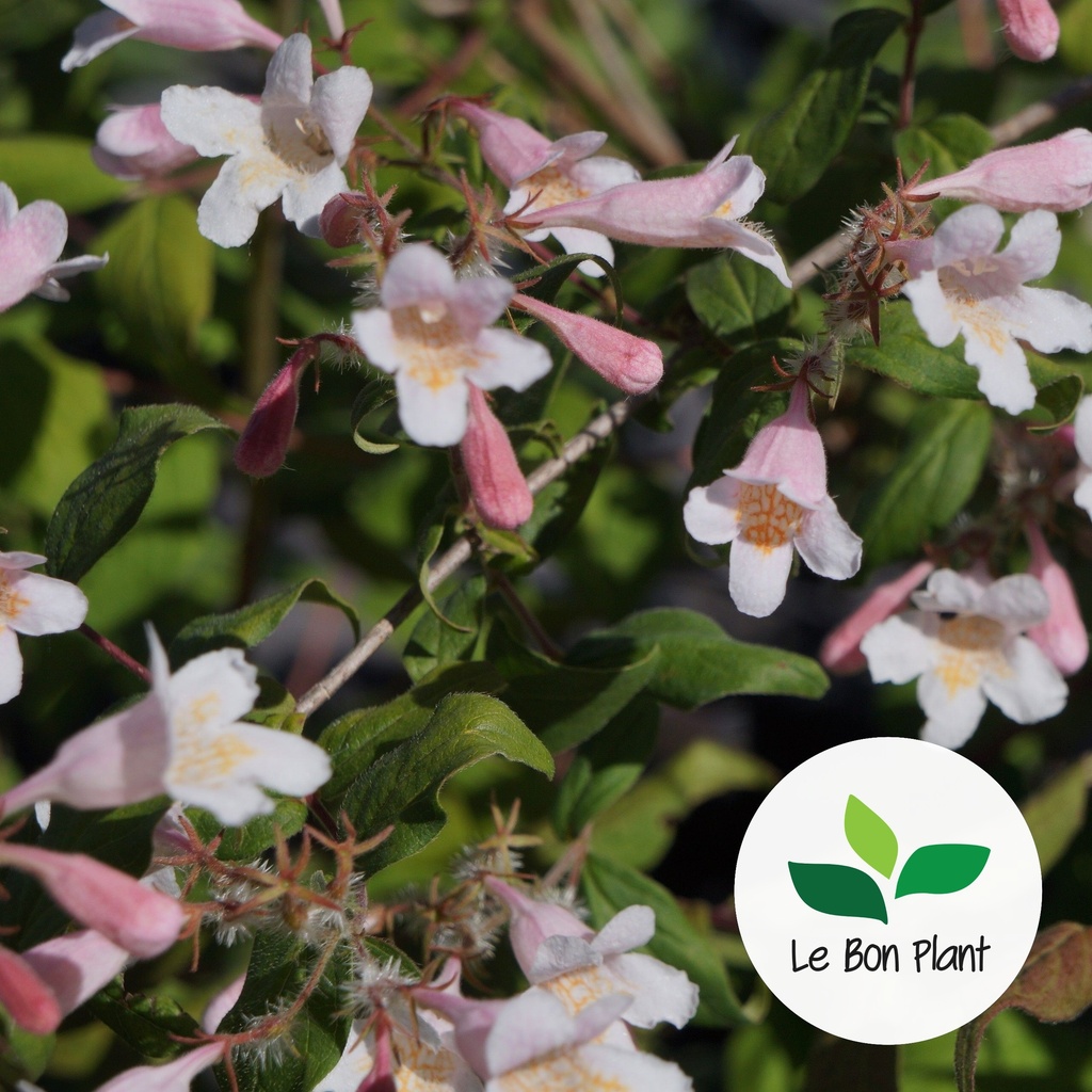 Kolkwitzia amabilis, Kolkwitzie ravissante 'Pink Cloud' (#)