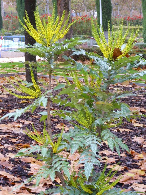 Mahonia media, Mahonia 'Winter Sun' (#)