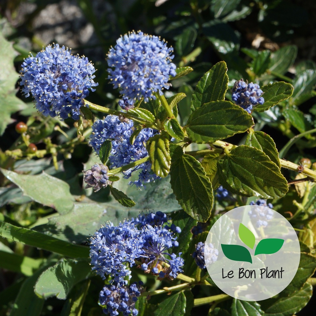 Ceanothus thyrsiflorus, Céanothe rampant 'Repens' (#)