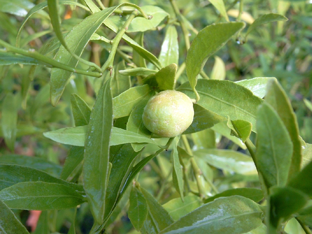 Citrus glauca, Lime du désert