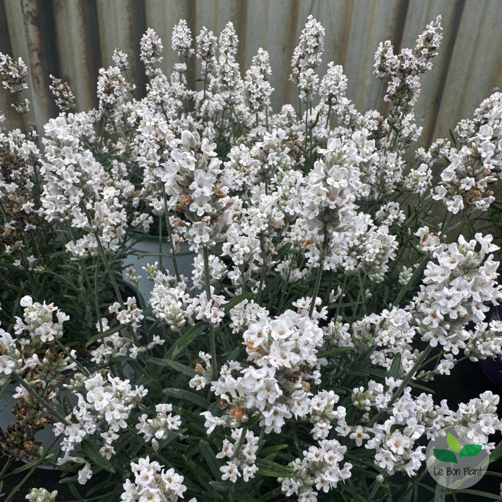 Lavandula angustifolia Alba, Lavande vraie 'blanche'
