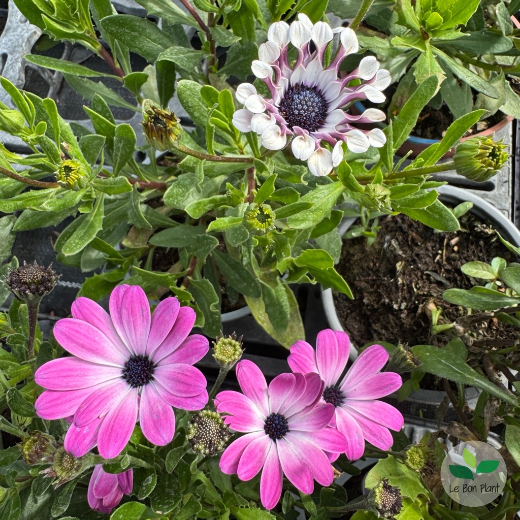 Osteospermum, Marguerite du Cap