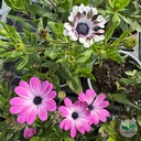 Osteospermum, Marguerite du Cap