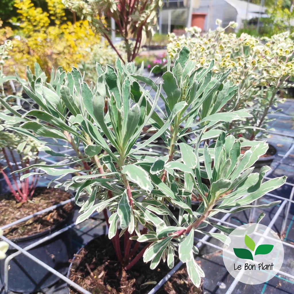 Euphorbia characias, Euphorbe 'Silver Swan'