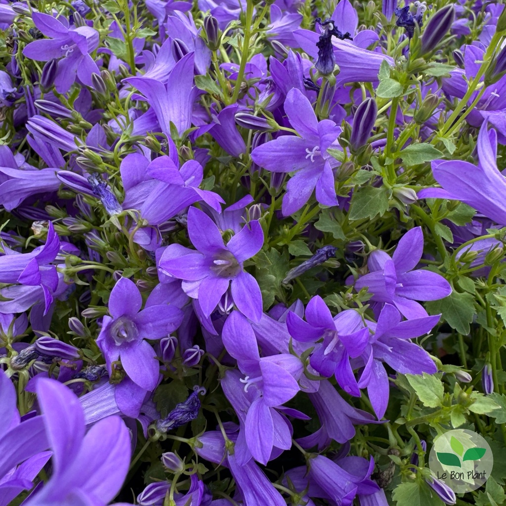Campanula portenschlagiana, Campanule des murs