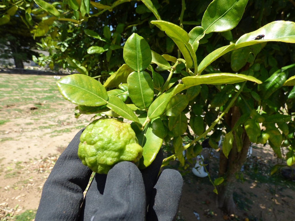 Citrus hystrix, Combava (#, #)
