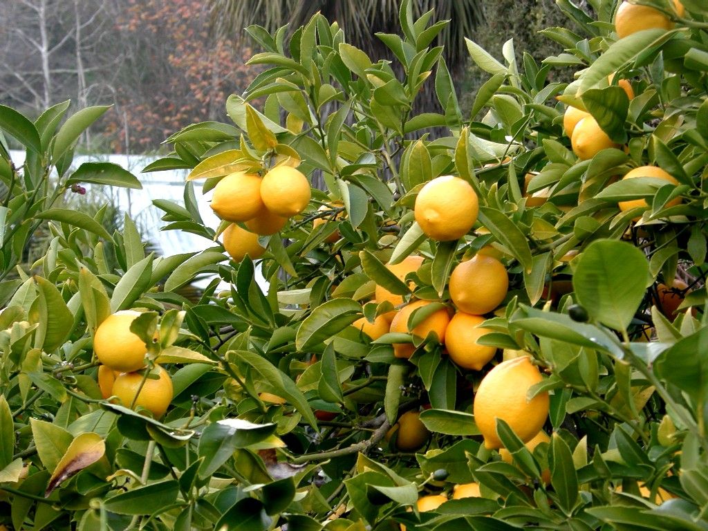 Citrus limon, Citronnier 'Eureka' (#, #)