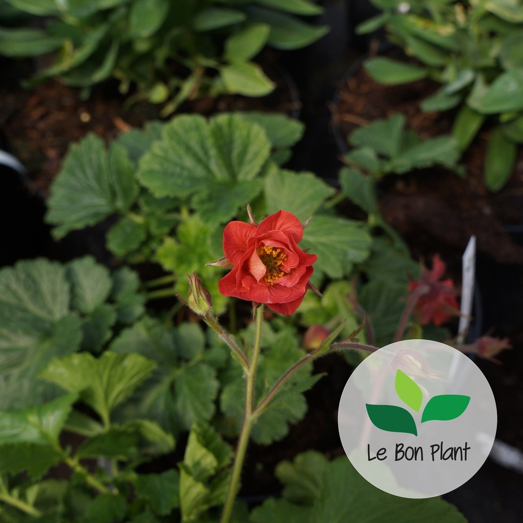 Geum rivale, Benoîte 'Flames of Passion®'