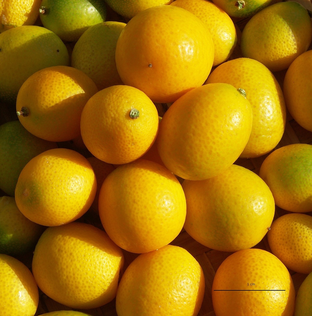 Fortunella margarita, Kumquat ovale 'Margarita' (C3)
