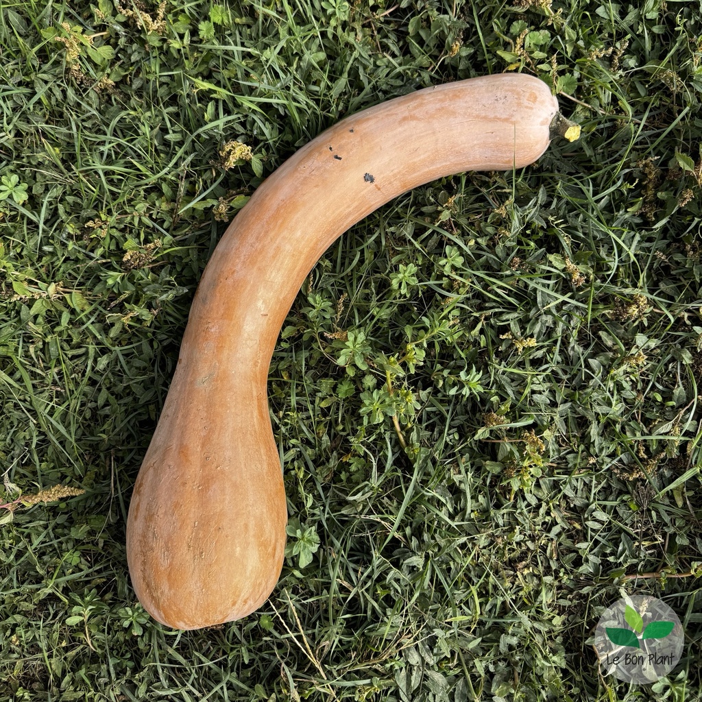 Courge Longue de Nice AB (F/L)